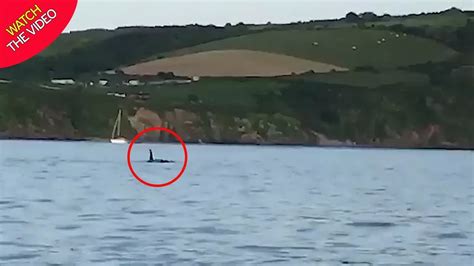 Two Killer Whales And A Shark Spotted Off Devon Coast Within Days
