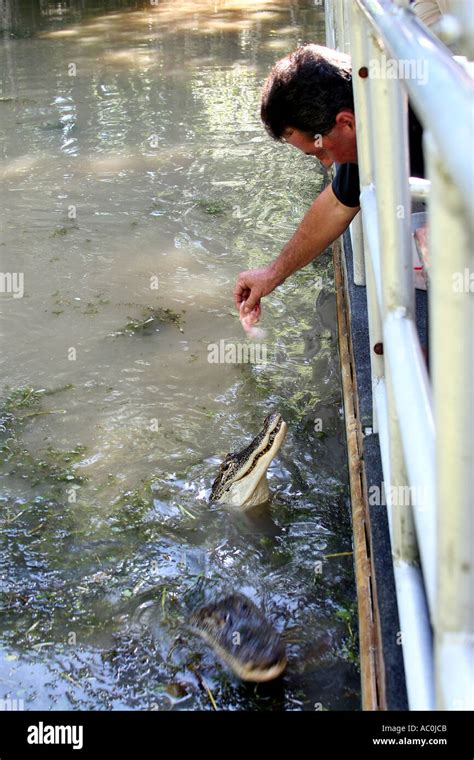 Alligator Being Lured Close Tour Hi Res Stock Photography And Images