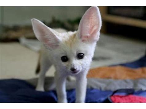Fennec Fox Babies For Sale Ontario