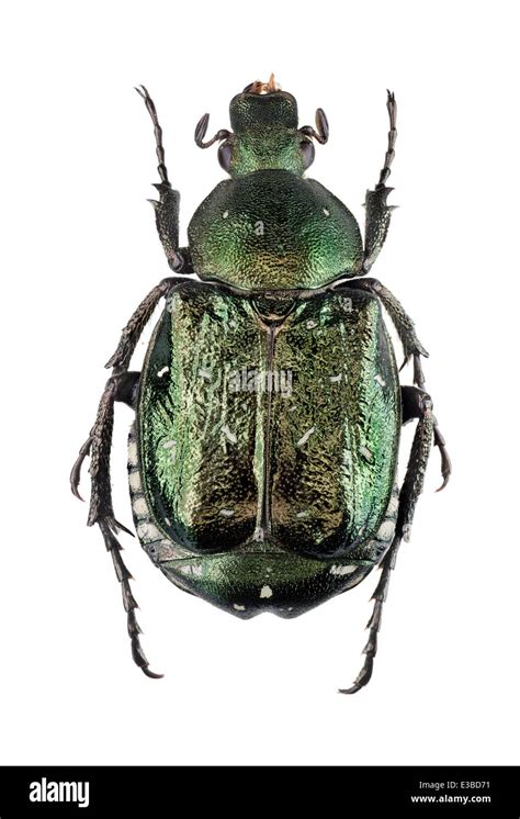 Noble Chafer Beetle Gnorimus Nobilis Hi Res Stock Photography And
