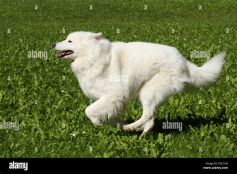 Samoyeds Running Hi Res Stock Photography And Images Alamy