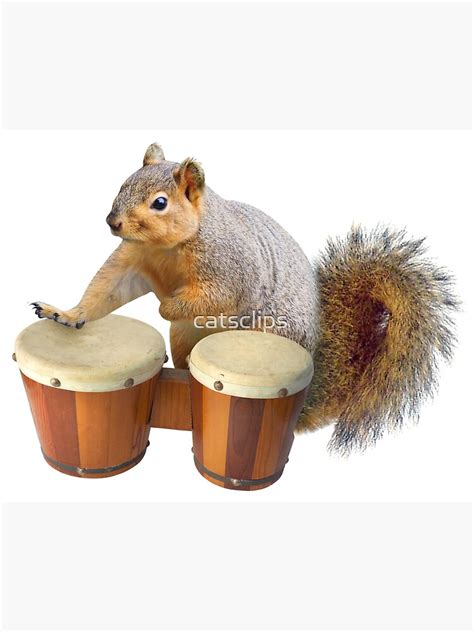 Squirrel Playing Bongo Drums Sticker By Catsclips Redbubble