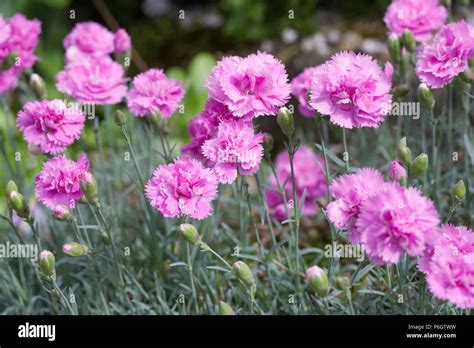 Dianthus Growing In The Garden Stock Photo Alamy
