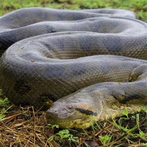 At Up To 550 Pounds This South American Snake Is The Largest Snake In