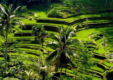 Rice Fields Bali Indonesia Wallpapers Top Free Rice Fields Bali Indonesia Backgrounds