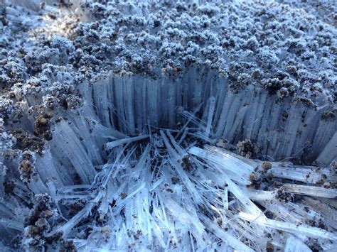 The Ground Froze Last Night And It Looks Like A Tiny Ice Forest Being