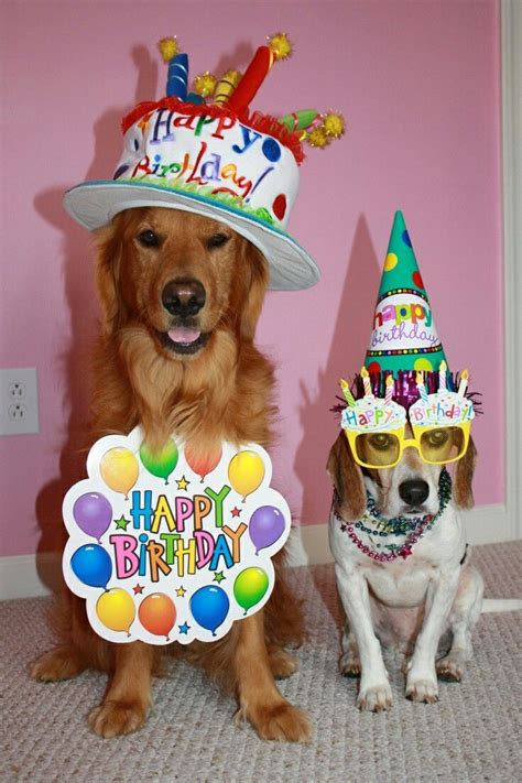 Birthday Wishes Images Happy Birthday Pictures Happy Birthday Dog