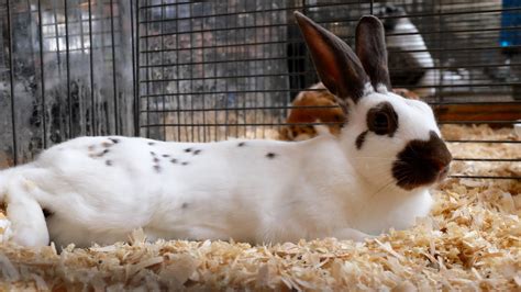 California State Rabbit and Cavy Breeders Association Annual Convention - Stanislaus County ...