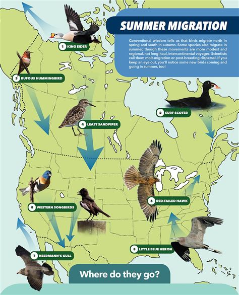 Flyways Map Illustration Bird Migration Map Bird Migr