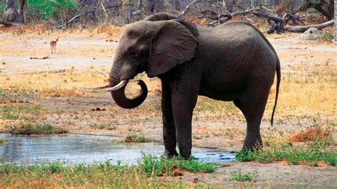 Botswana Dozens Of Elephant Carcasses Found Cnn