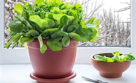 Submerge the leaves in a large bowl of ice water. 7 Ways to Grow Lettuce Indoors Year Round | Balcony Garden Web
