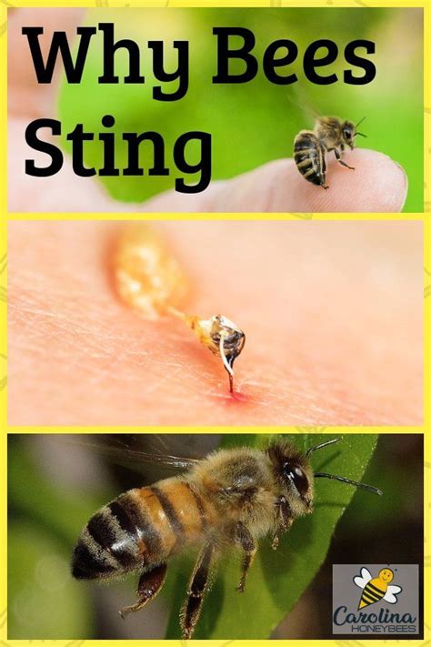 Why Do Honey Bees Sting Honey Bee Sting Bee Bee Keeping