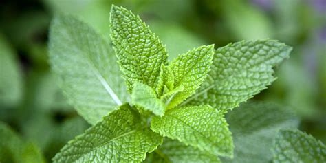 5 Health Benefits Of Mint Why Mint Leaves Are Good For You