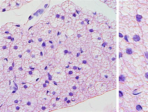 Tejidos Animales Adiposo Pardo Atlas De Histología Vegetal Y Animal