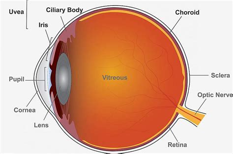 Two commonly used uveitis drugs perform similarly in NIH-funded