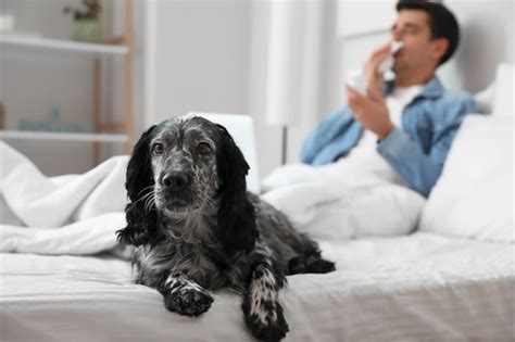 Perro Con Su Dueño Enfermo En Casa Foto Premium
