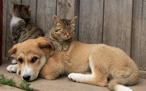 Maybe you would like to learn more about one of these? animals, Cat, Dog Wallpapers HD / Desktop and Mobile Backgrounds
