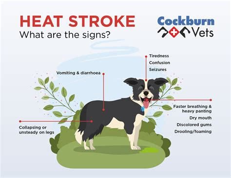 Heatstroke In Dogs Symptoms Preventing And Treating Heat Stroke