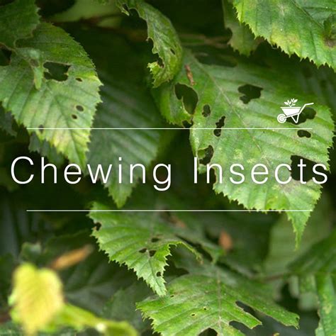 Remedy For Chewing Insects Tagged Plant Protection Mybageecha