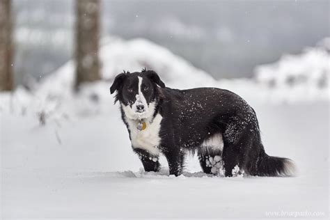 Black Dog In White Snow Brian Pasko Photography