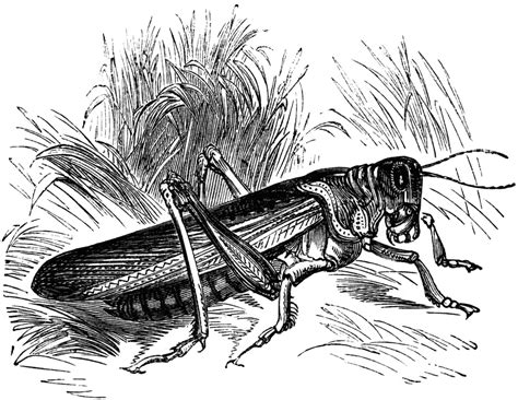 Locust Clipart Etc