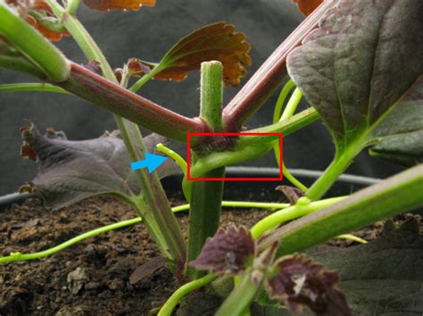 (3) okazaki t, suetsgu m, yoshida t. Growth Assay for the Stem Parasitic Plants of the Genus ...