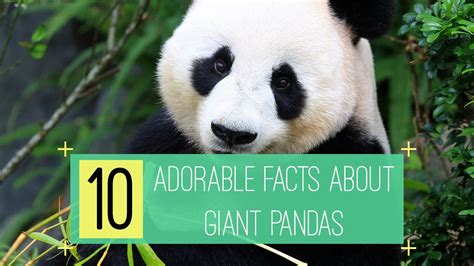 10 Adorable Facts About Giant Pandas Youtube