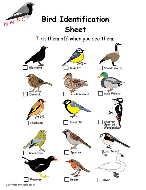 Printable Bird Identification Chart