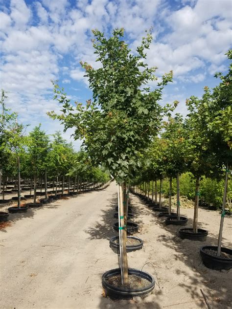 Colors a little earlier than the norwegian in fall. Pacific Sunset® Maple - WholesalePlantDelivery.com