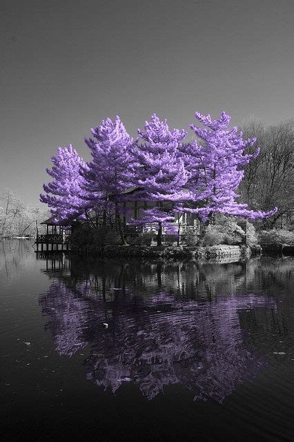 Purple Reflections Amazing Nature Beautiful Scenery Lovely Beautiful