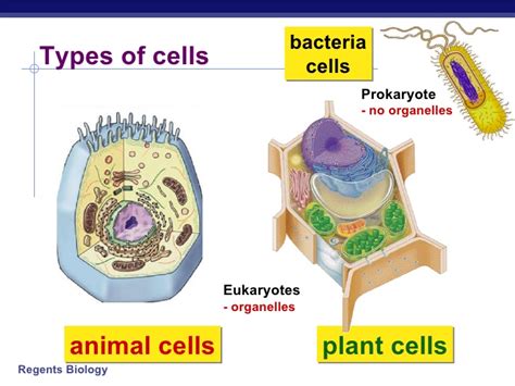 In egg white material is albumin which solidifies on boiling. Cell organelles(chpt6)