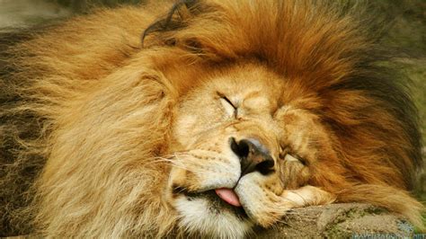 Top 7 Cute Lion Những Hình ảnh đáng Yêu Của Vua Sư Tử