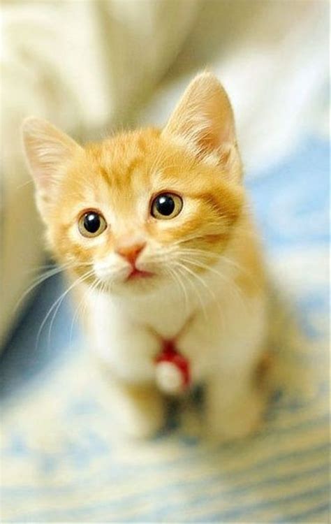 20 Pics Of Cute Cats That Will Melt Your Heart Kittens Cutest Cat