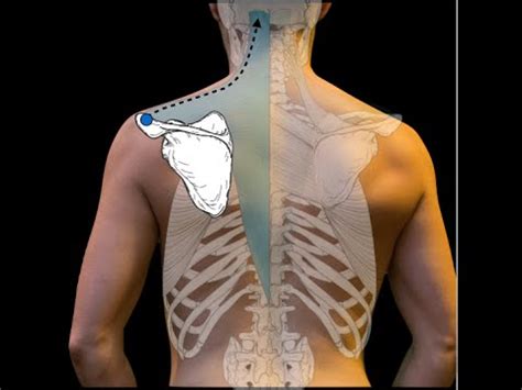 The veins of the upper portion of the back drain into the. Superficial back muscles - YouTube