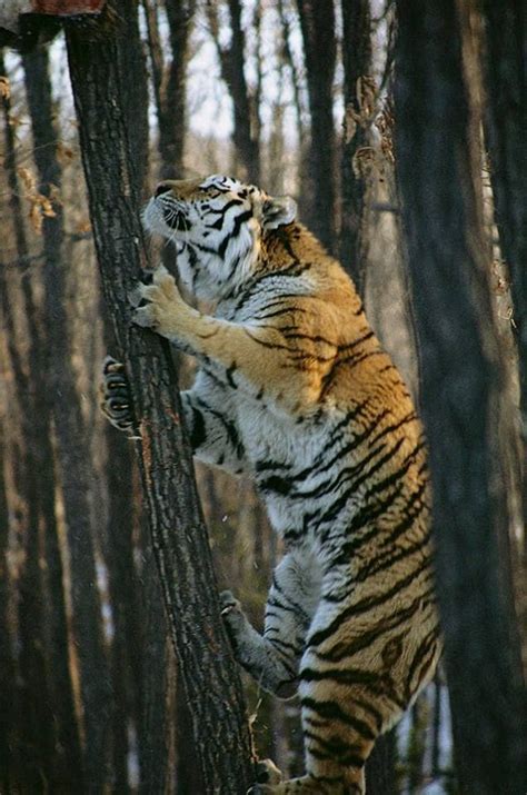 Amazing Wildlife A Tiger Climbing A Tree Just Look How