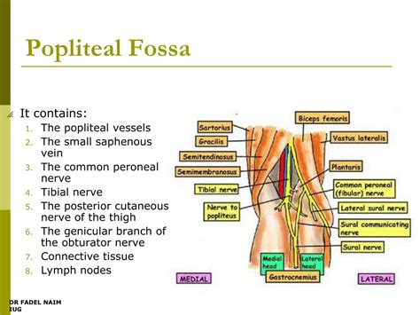 Ppt Bones Of The Leg Popliteal Fossa The Knee Powerpoint Presentation