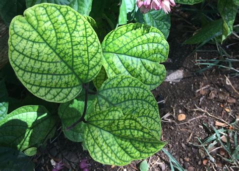 How To Treat Iron Chlorosis In Trees And Shrubs