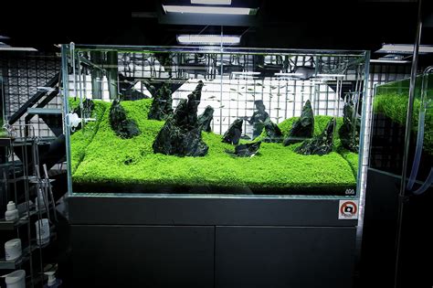Dormez dans les meilleurs hôtels de la principauté, déjeunez dans les meilleurs restaurants du rocher et profitez de. Elatine hydropiper aka Micranthemum sp. "Monte Carlo ...