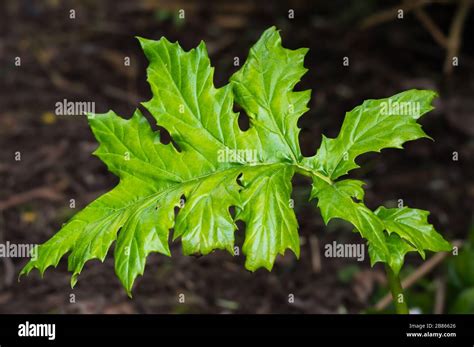Large Lobed Leaves Hi Res Stock Photography And Images Alamy