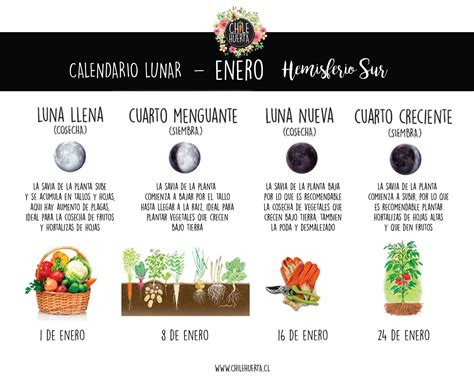 Qué sembrar y en qué lunas Chile Huerta