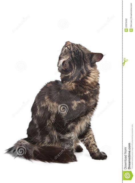 maine coon black tabby cat stock photo image  domestic coon