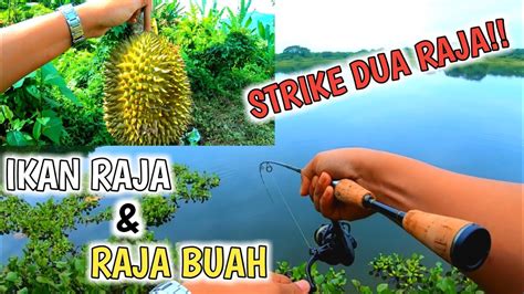 Ikan kakap putih yang hidup di indonesia memiliki sebutan lain yang mungkin muncul karena keragaman bahasa yang ada di indonesia. Musim Mencari Ikan Peacock Bass Dan Buah Durian - YouTube