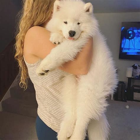 There are 3 different ways to pronounce this wonderful breed's name, plus, th. Scientists Prove Your Samoyed Loves You More Than You Ever ...