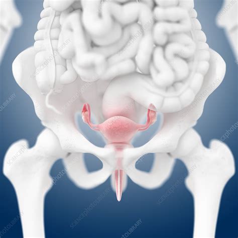 Female Reproductive Organs Artwork Stock Image C Science Photo Library