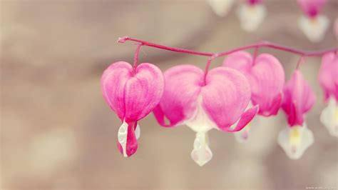 mphoto-cover: cute love wallpaper for facebook cover