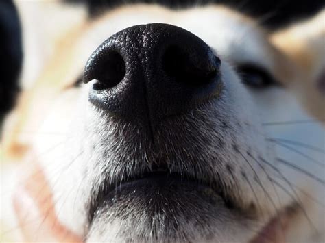Premium Photo Black Dog Nose Close Up