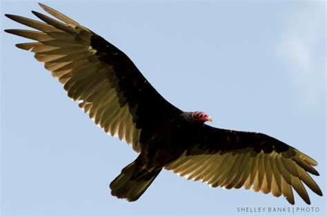 Prairie Nature Turkey Vultures In Saskatchewans Quappelle Valley