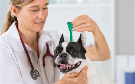 Flea Control Bite Allergies In Dogs Animal Hospital Veterinary