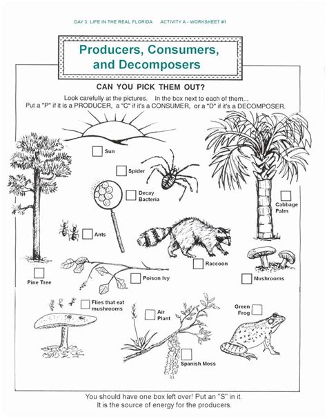 Producers And Consumers Worksheet In Science Worksheets