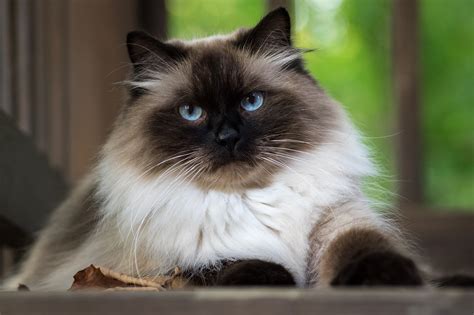 Kucing Himalayan (United States) | meotuna